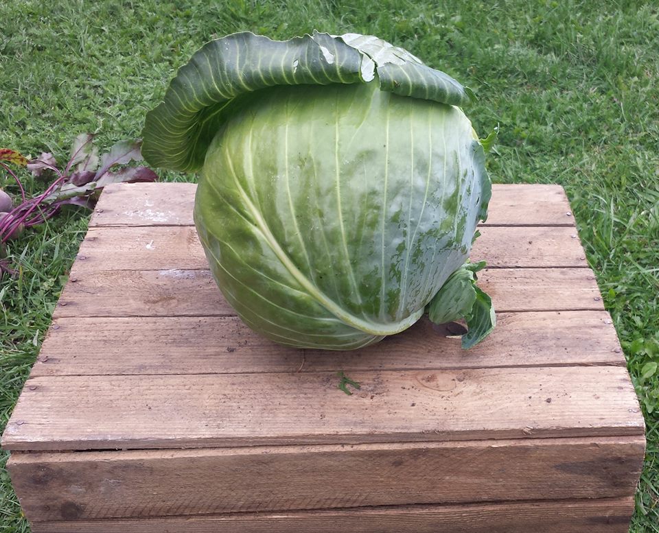 Gospodarstwo Rolne Jany