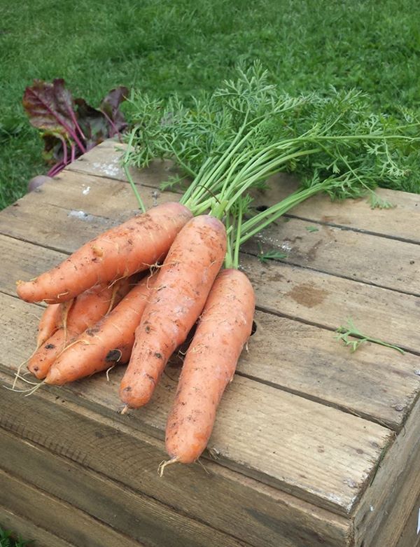 Gospodarstwo Rolne Jany