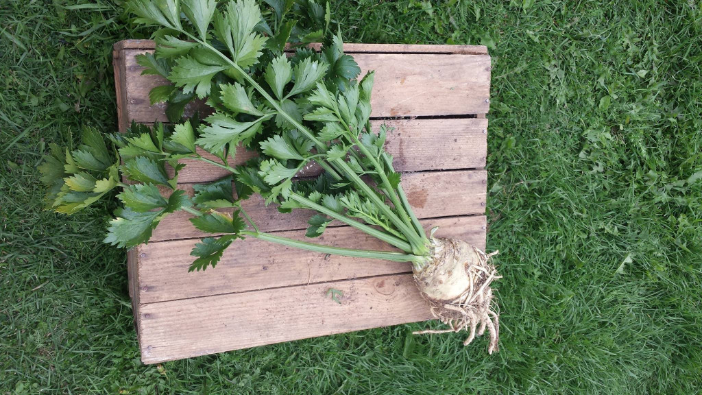 Gospodarstwo Rolne Jany