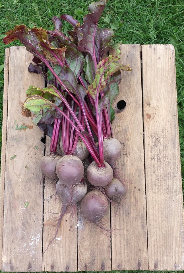 Gospodarstwo Rolne Jany