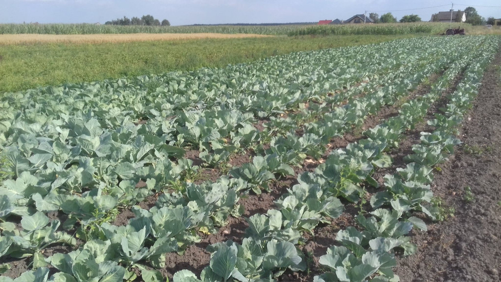 Gospodarstwo Rolne Jany