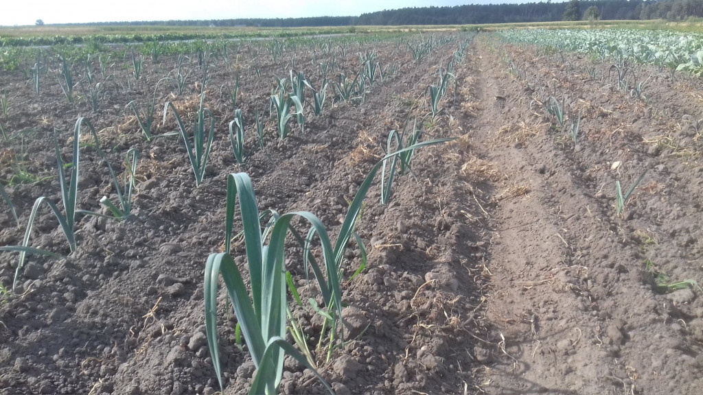 Gospodarstwo Rolne Jany