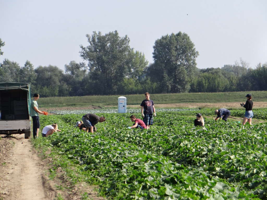 Kiszonki z Otuliny Kampinosu
