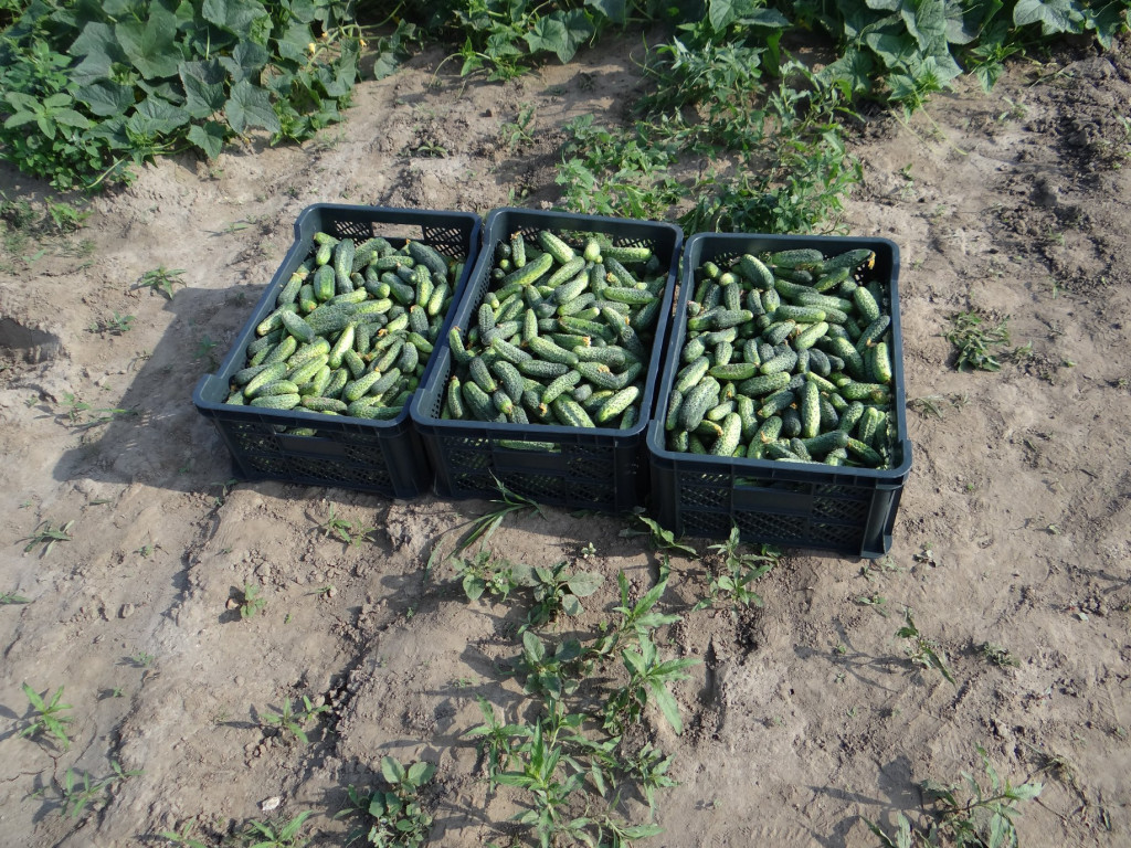 Kiszonki z Otuliny Kampinosu