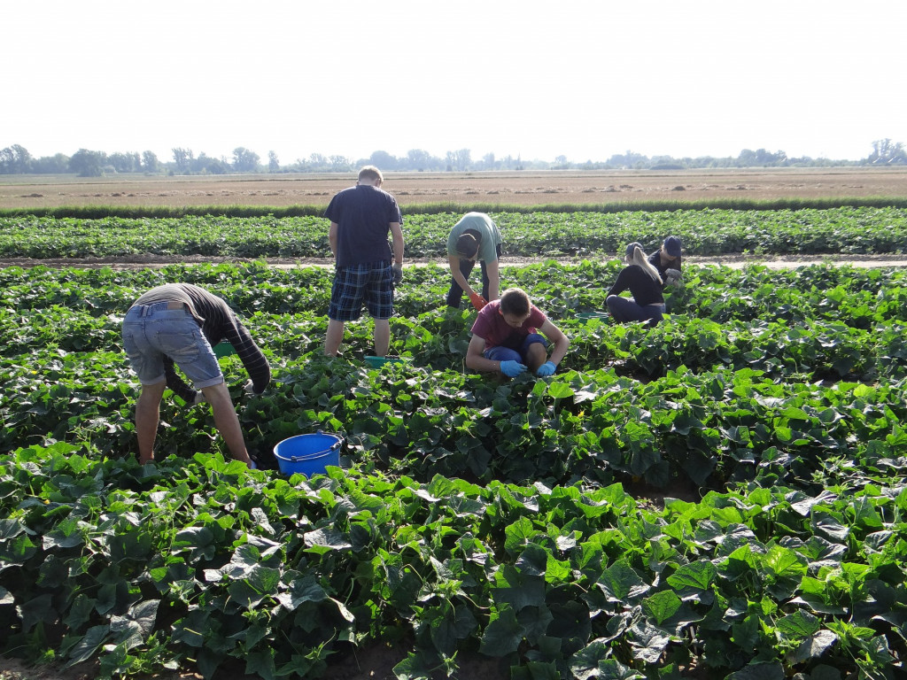Kiszonki z Otuliny Kampinosu
