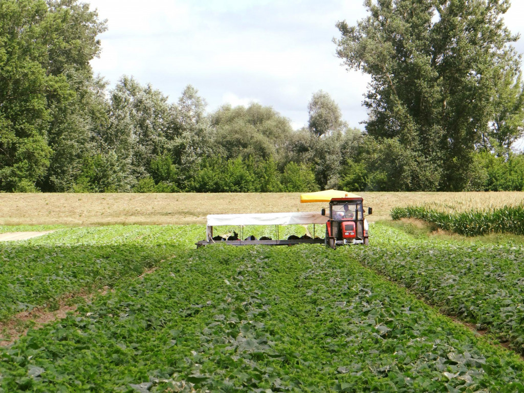 Kiszonki z Otuliny Kampinosu